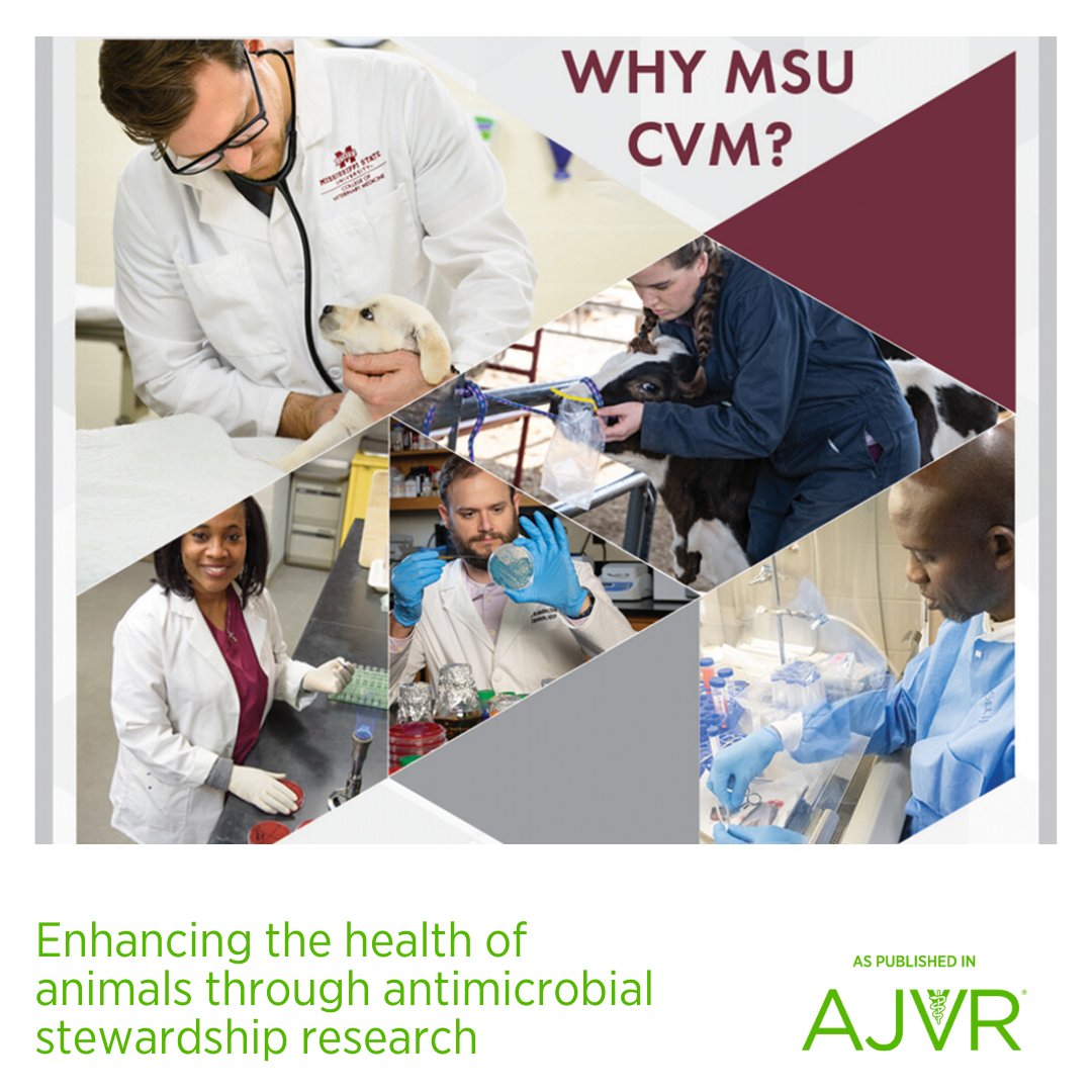 Today is Spotlight Saturday! ✨ Learn how @msstate_vetmed is at the forefront of researching antimicrobial stewardship to protect and improve the health of diverse animal species: jav.ma/msstatevetmed