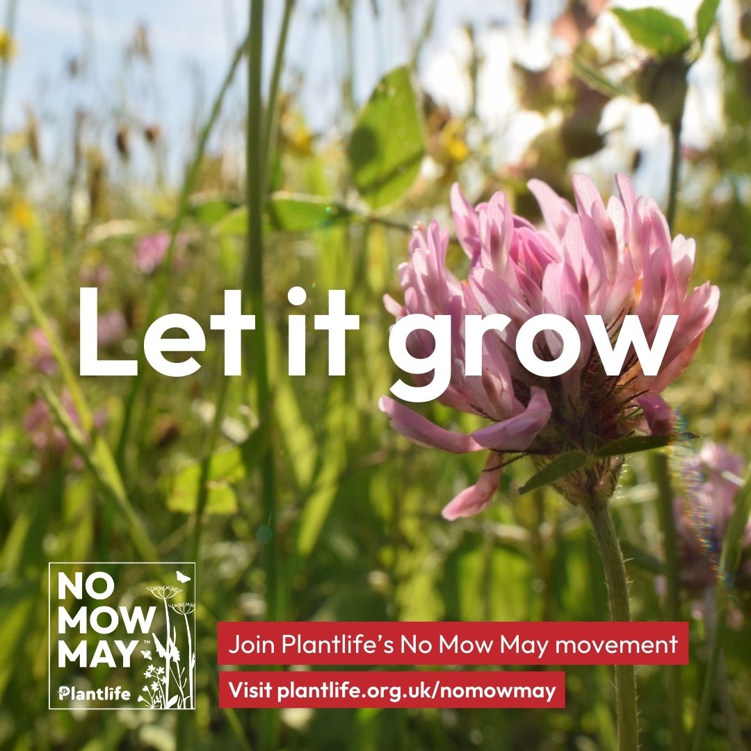 Do something special for #nature and take a break from mowing the lawn this May 🌸 Join the #NoMowMay movement with @Love_plants 🌱 Find out more here 👉 plantlife.org.uk/campaigns/nomo…