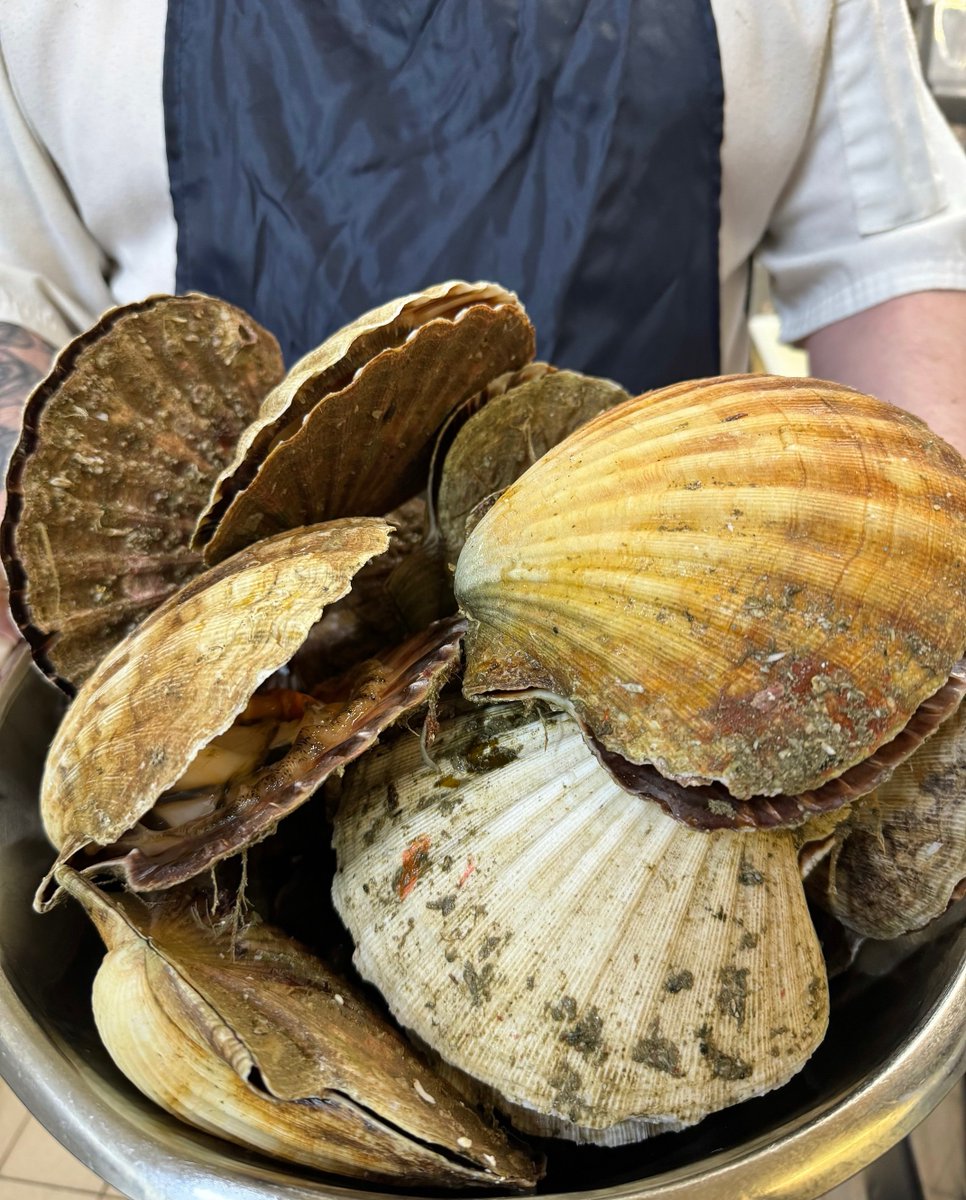 It doesn’t get much fresher than this! 😋Our guests were treated to a seafood special this week - huge scallops, delivered by our supplier in Lochaber! #scotlandsupplier #localsupplier