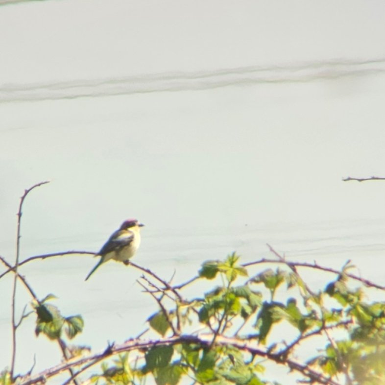 The stunning Woodchat Shrike is still showing well at Rainham Marshes RSPB this morning, favouring the brambles just south of Shooting Butts Hide.

@RSPBRainham #londonbirds