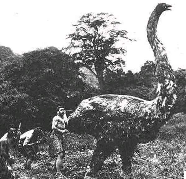 The giant moa, a flightless bird that stood up to ten feet tall, was hunted to extinction (second half of the 14th century AD) endemic to New Zealand, over-hunted by Maori they became extinct.

#GiantMoa #ExtinctSpecies #NewZealandHistory #MaoriCulture #EnvironmentalImpact