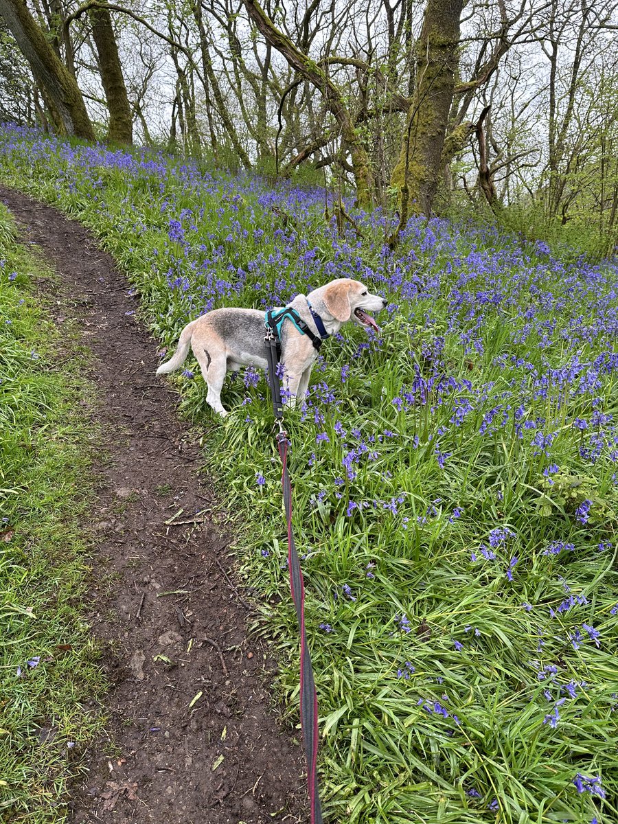 Today is my birthday. I’m apparently 14 whatever that means! Please have fun and do silly things if you are able. I went for a great walk with Griff and Lendog, Love Dex ❤️