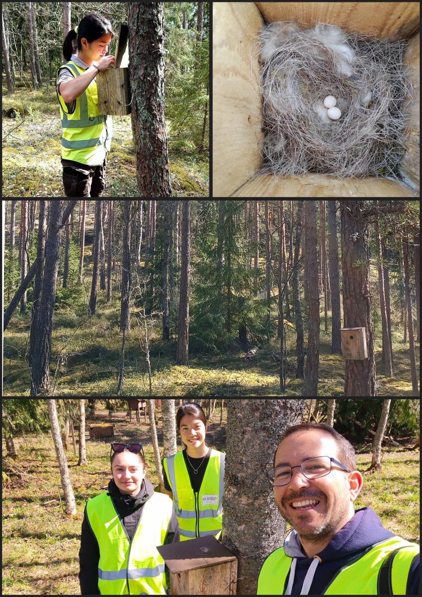 Our #fieldwork in #Ruissalo @UniTurku started last week 🇫🇮! Today the first #GreatTit eggs have appeared (laying date 3 May)! One week later than last year. Something different from the advanced laying dates found in the rest of Europe! 😲 Second field season for my #MSCActions!
