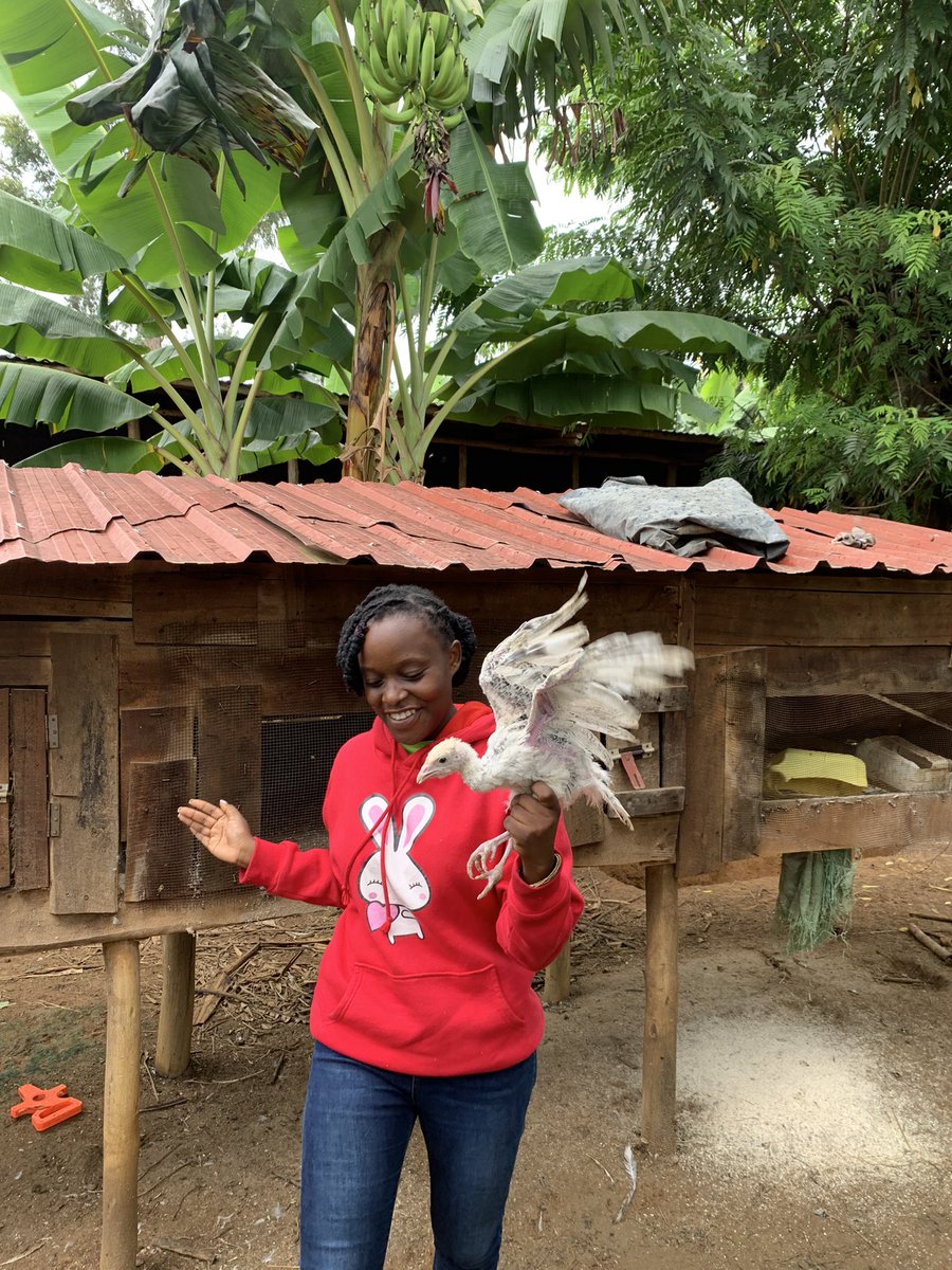 Happy weekend from the farm to you all😍. What do you call this domestic bird in your local language? Know someone else raising them? Tag them, and I'd love to pay a visit. I'm eager to learn more and explore the potential for investment.