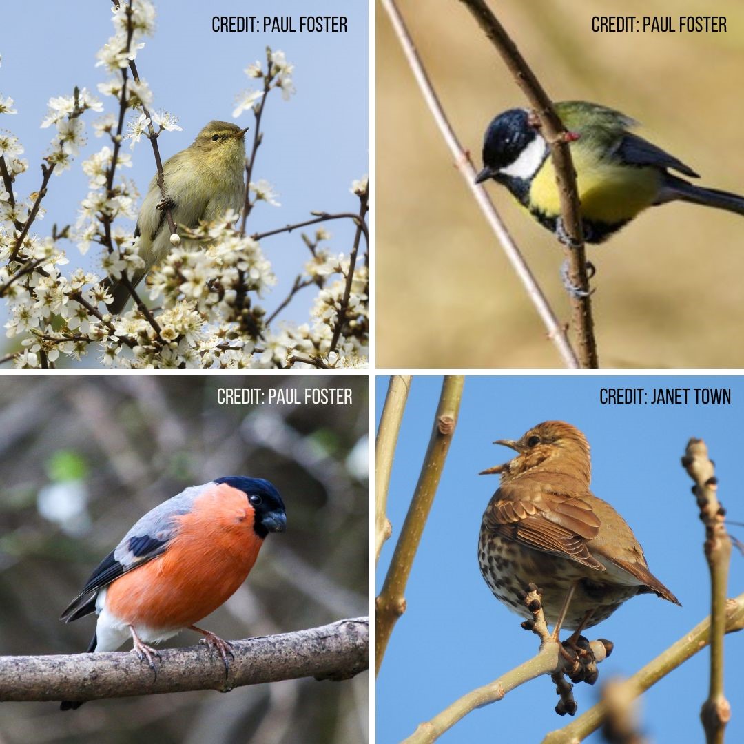 Tomorrow is International Dawn Chorus Day. Will you be getting up at sunrise for the symphony of birdsong? All you need to know about the Dawn Chorus is on the RSPB website, at: rspb.org.uk/whats-happenin… #InternationalDawnChorusDay #springonthetpt 📷: Paul Foster and Janet Town