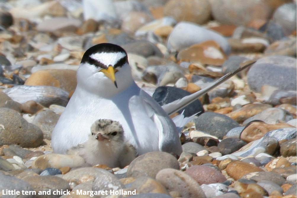 We hope you enjoy the bank holiday, but don't forget about our coastal birds and their tiny chicks! 🐥 We’ve created helpful guidance on how we can all have fun at the coast whilst keeping our threatened beach-nesting birds safe. Download and share 👉 bit.ly/3KoLga0