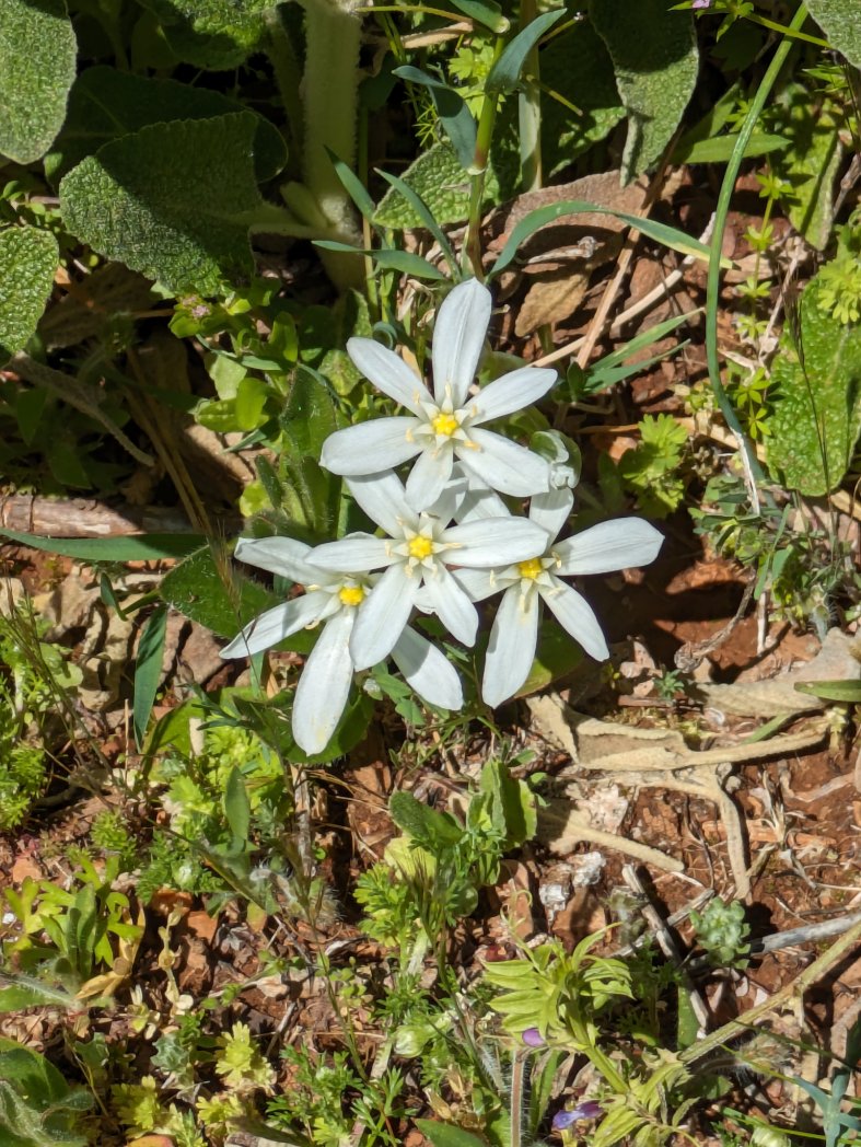 Four from the many #wildflowers on yesterday's walk from Grazalema. Wild peony, iris, hedgehog broom & not sure about the white ones.