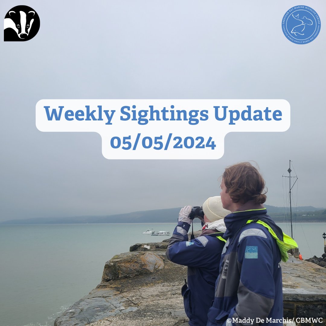 👀 Weekly Sightings Update 🌊

This week our #MarineConservation volunteers carried out 39 #DolphinWatch surveys ⛈️  The week's rough weather meant some surveys were called off to keep our volunteers safe, but they still had some amazing marine mammal sightings!

@WTWales  @WTSWW