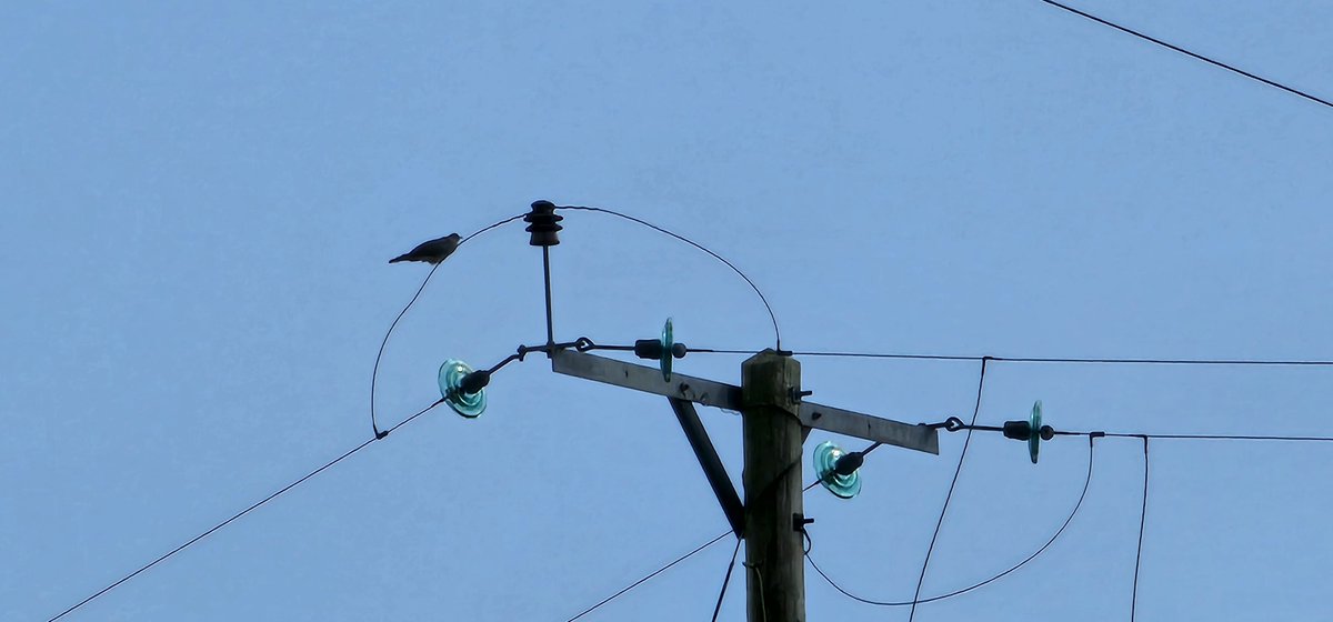 nicillemhoire's tweet image. Cuckoo on a wire

#Cuckoo #SoundsOfSpring