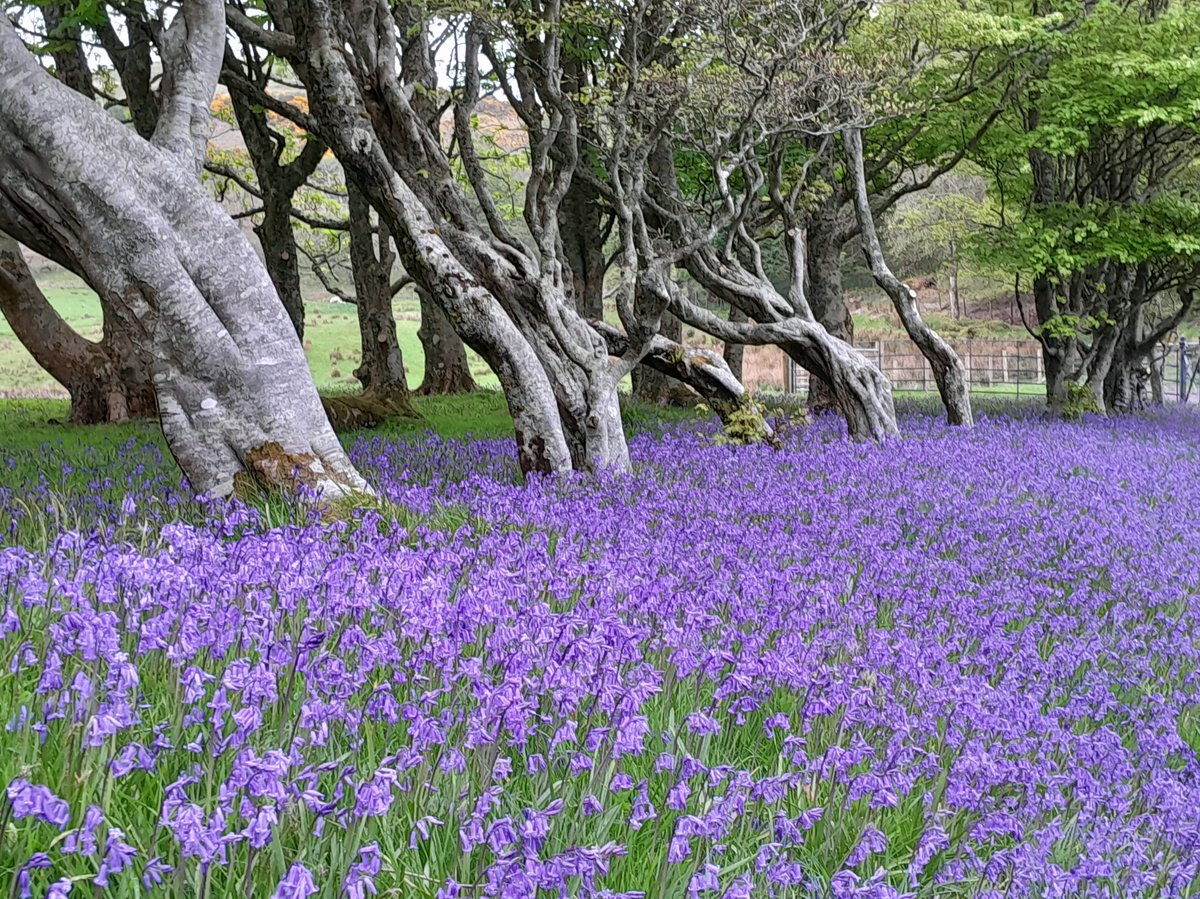 An amazing carpet of Bluebells at Dùn Ollaidh. Known in Gàidhlig as Bròg na Cuthaig (the cuckoo's shoe), as the flower appears at the same time of year as the cuckoo. #Gàidhlig #Land #Oban