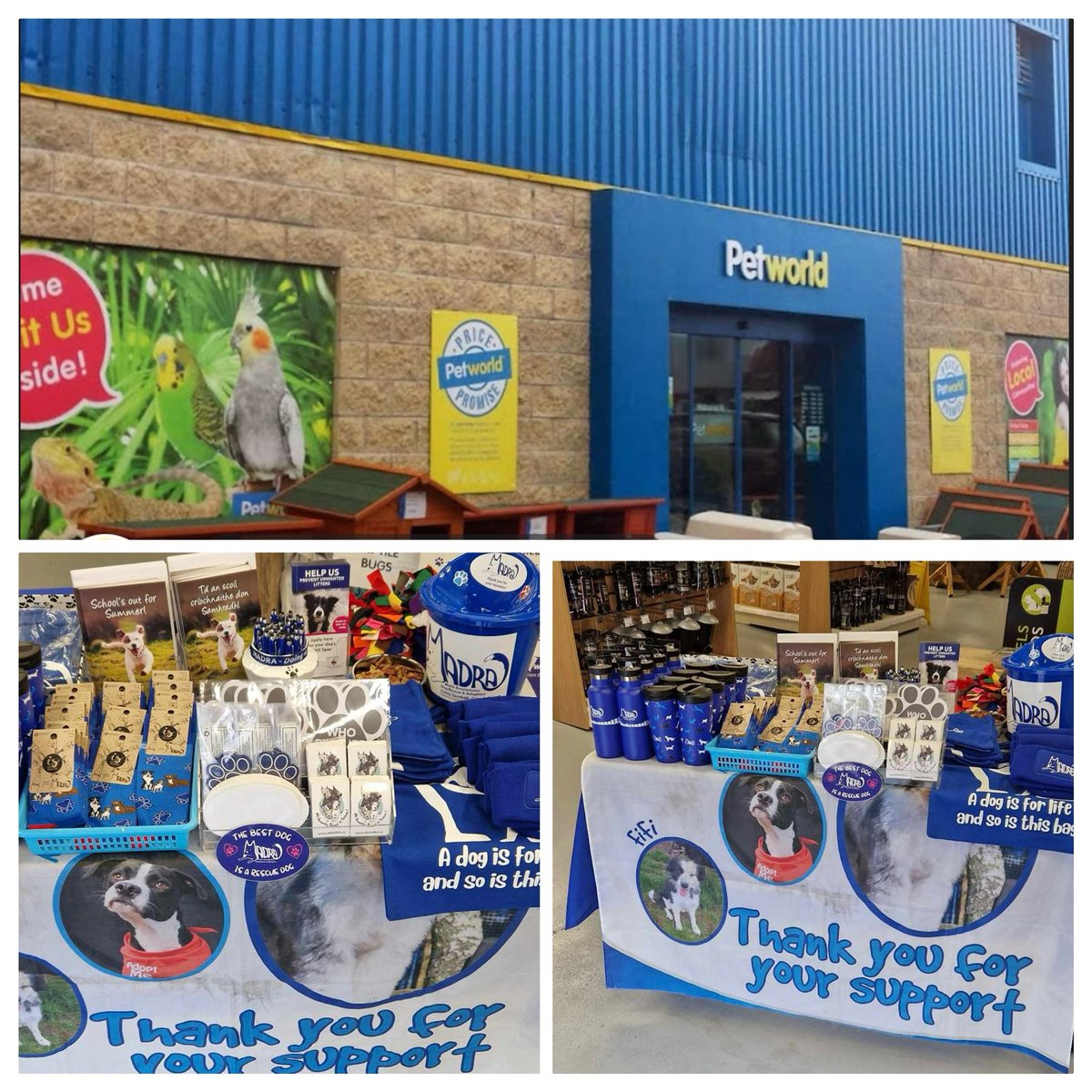 Pop in and say hello to us in @PetworldIreland Terryland #Galway today 11am-3pm Our volunteers are here with fabulous merchandise - all proceeds help to fund our vital rescue work We’ll also have info on available dogs and pups for adoption 🐕 #MADRA #fundraising #DogRescue