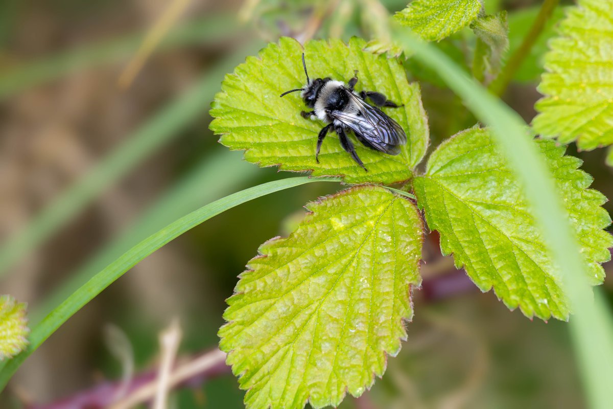 Ashy Mining Bee (Andrena cineraria) resting on wild strawberry leaf, Caesar's Camp, Farnham, Surrey, UK, 18 April 2024. #ThePhotoHour #insects #bees #nature #wildlife 
photographyobsession.co.uk/pog/picture.ph… 
gordonengland.picfair.com/images/0197411…