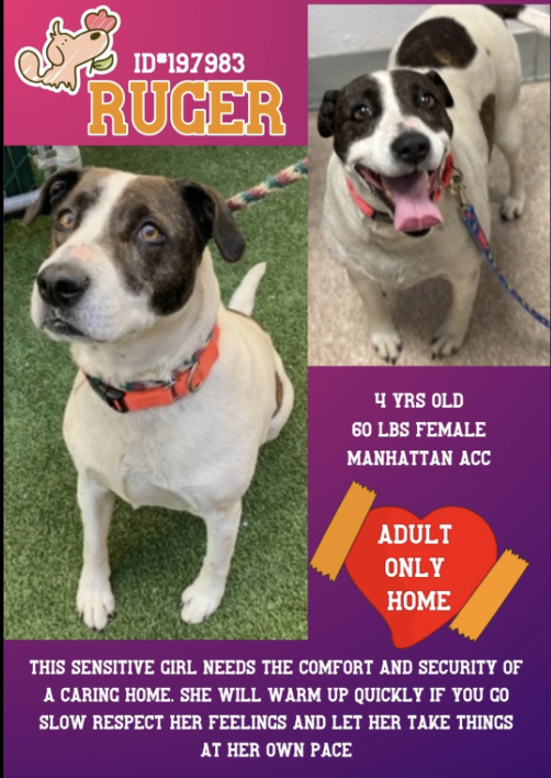 samj_jane's tweet photo. 🐕 #Dogoftheday RUGER4y #MACC https://t.co/BI8i62axsY #197983 Sensitive friendly Sweetheart looking 4 caring human 2 give security/love will warm up 2 you let her take it slowly give this lovely pup a chance 💕 
Dm @CathyPolicky @SuzanneSugar #FostersSaveLives #Adoptme Ruger 🐾❤ https://t.co/Op6kTimLP8