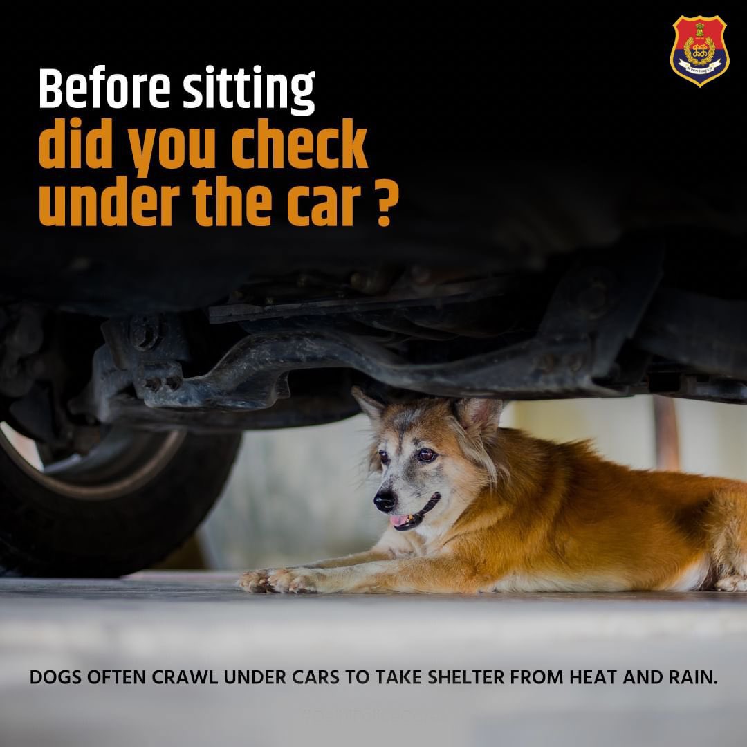 Before you drive off, take a moment to check under your car – dogs might be seeking shelter from the heat. Let's keep our furry friends safe this summer ☀️ 
#SaveAnimals