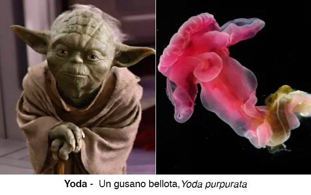 A #StarWars le debemos numerosas horas de diversión, una cultura (los frikis) y también los nombres de muchas especies de animales descubiertas tras la saga 📽️ Que la #Biodiversidad te acompañe 💪 #StarWarsDay #MayThe4thBeWithYou #StarWars