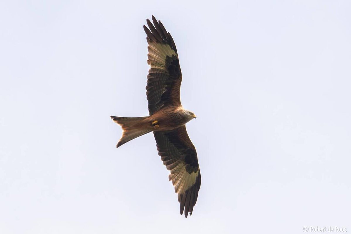 The red Kite 🪁 
.
Rode Wouw 🇳🇱 
.
.
.
#redkite #redkites #rodewouw #droosphotography #birdofprey #birdsofprey #birdsofinstagram #birdinflight #birdsinflight #birdinflightphotography #bird #birds #birdphotography #birdlovers #birdlover #birdlove #birdpho… instagr.am/p/C6iwsfJqtMQ/