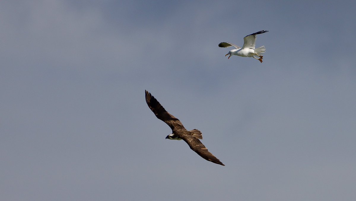 Hot for Ospreys @AnglianWater Egelton reserve Rutland Water today.