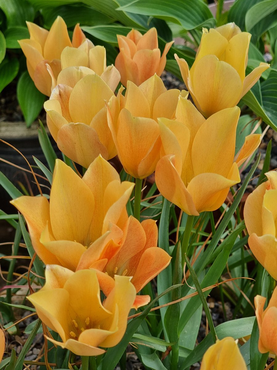 Tulipa batalinii 'Bright Gem' enjoying the spring sunshine this morning. #bulbs #tulips #gardening #Cornwall