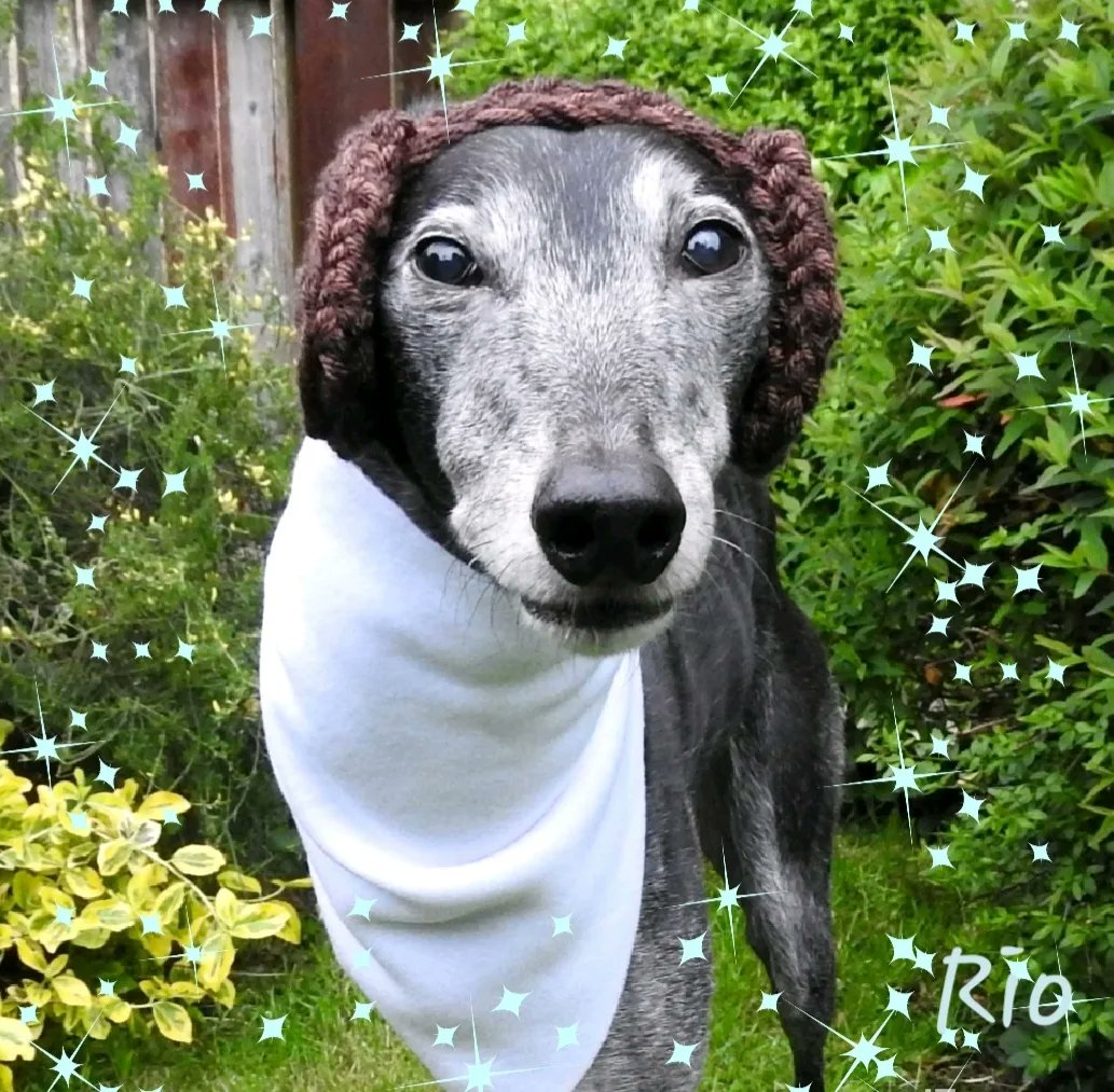 🌟✨️Happy Star Wars Day!✨️🌟 
May the 4th be with you and hope your weekend is out of this world!🤭 
#StarWarsDay
#GreyhoundsMakeGreatPets #GreyhoundMakeGreytPets