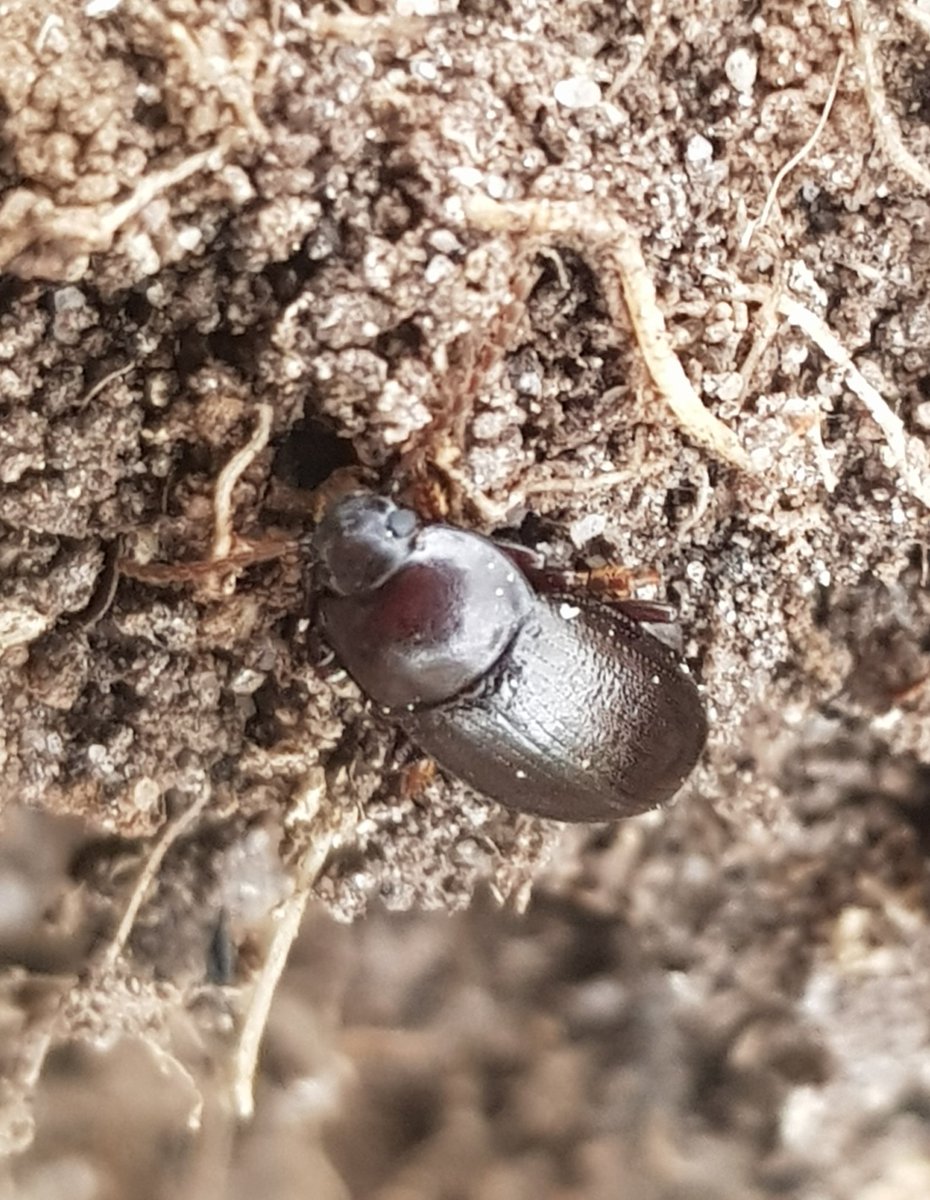 I came across this on a Staffordshire heathland.  Could it be Nalassus laevioctostriatus, or is it not possible to get species from my images. Any help would be appreciated.  Thanks

@Dave_in_theWild @ColSocBI @Buzz_dont_tweet @ColeopSoc