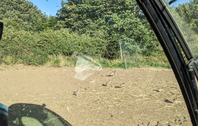 *NEW* 🐦 Grey partridge pair surveys with the Scottish Lowlands team: gwct.org.uk/blogs/news/202…