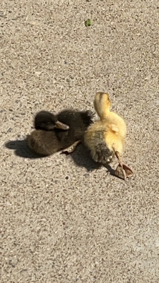 Andrew Bamboo tweet media