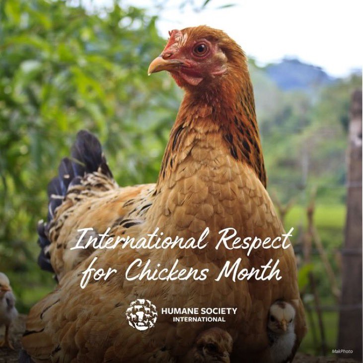 In 2021, over 6 billion broiler chickens were slaughtered in the EU. Conventional broiler chicken production causes an array of serious #animalwelfare problems. On #InternationalChickenDay we are calling on the #EU policymakers to improve #FarmAnimalWelfare! 🇪🇺