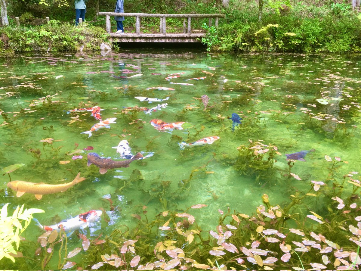 通称 モネの池まで街宣🦀📢
この 名もなき池は、岐阜３区 関市板取にあり、画家クロード・モネの代表作【睡蓮】にソックリな美しさから有名になった観光スポット！

観光による地方創生を永続可能にするには新たな発想と着眼点が実現に繋がりますね。#れいわ新選組と一緒に変えていこう　#可児隆 より