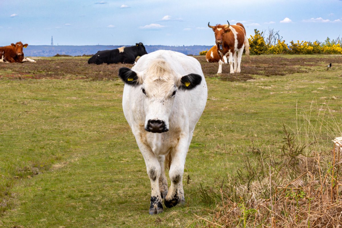 Heathland conservation cattle coming to meet me, on Caesar's Camp Hill Fort, Farnham, Surrey, UK, 18 April 2024. #nature #ThePhotoHour #cows #wildlife #conservation  
photographyobsession.co.uk/pog/picture.ph… 
gordonengland.picfair.com/images/0197415…