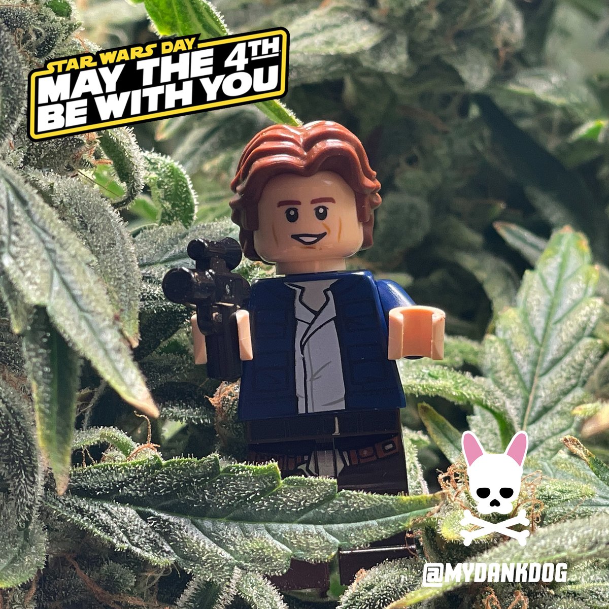 MAY THE 4th BE WITH YOU! #weed #cannabis #thc #cbd #sativa #indica #terpenes #autoflower #trichomes #growmies #Maythe4thBeWithYou