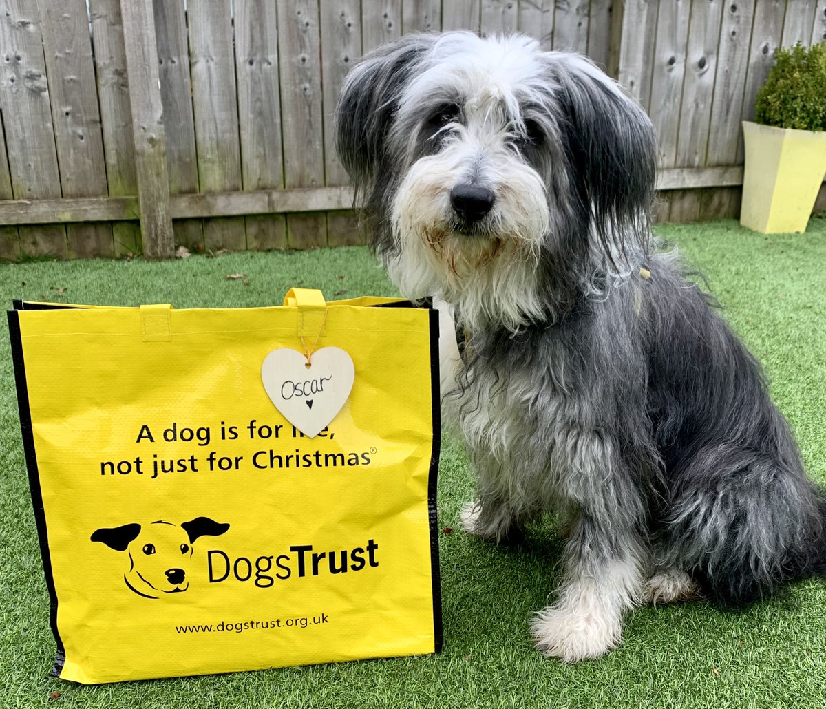 Handsome Oscar🐶 was more than happy to wake up early today for his #BigYellowBagDay. He bid his foster carer farewell with a wave of his paw 🐾 and off he went with his new family 💛

@dogstrust 
#AdoptDontShop
#ADogIsForLife
#Foster
#HomefromHome
#BeardedCollie