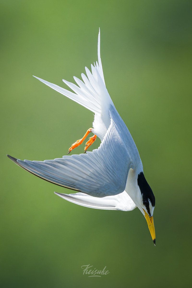 おーおーおー⚡️
先輩最高です！！！！！

Little Tern
#コアジサシ
