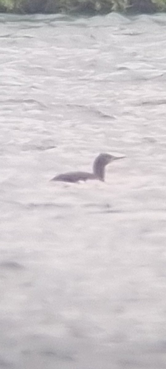 Red-throated Diver still Carsington Water showing from Stones Island thought distant @RareBirdAlertUK