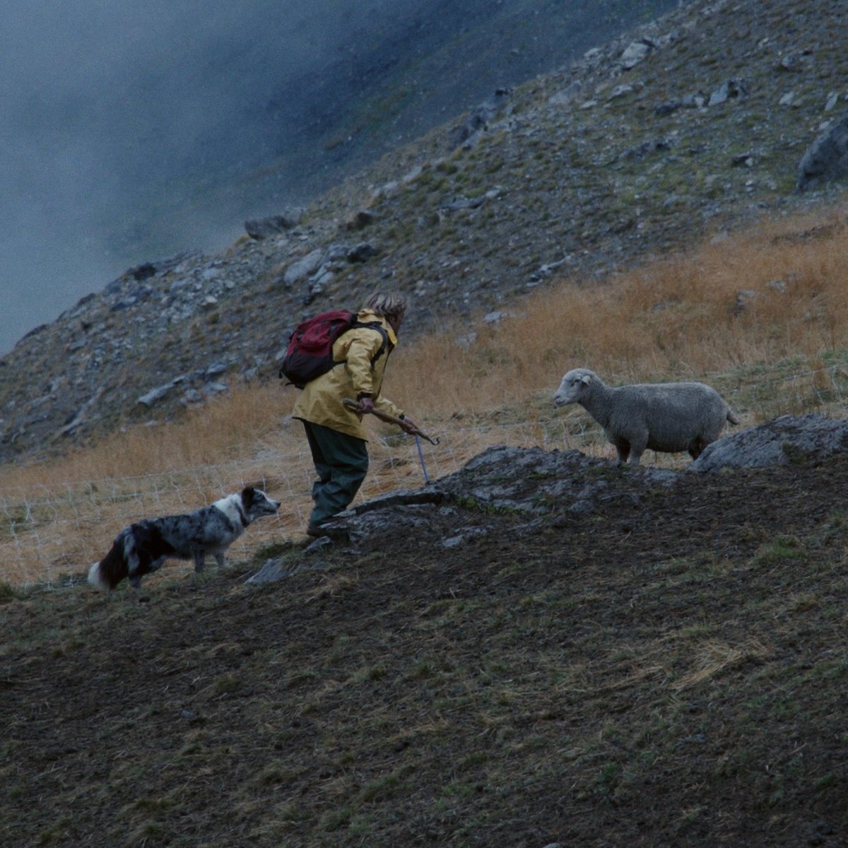 Il Gran Premio va al regista francese #LouisHanquet che con UN PASTEUR racconta la vita di un giovane pastore alle prese con la solitudine e con un avversario invisibile. Il film si è aggiudicato la prestigiosa Genziana d’oro Miglior film - Gran Premio “Città di Trento” 👏