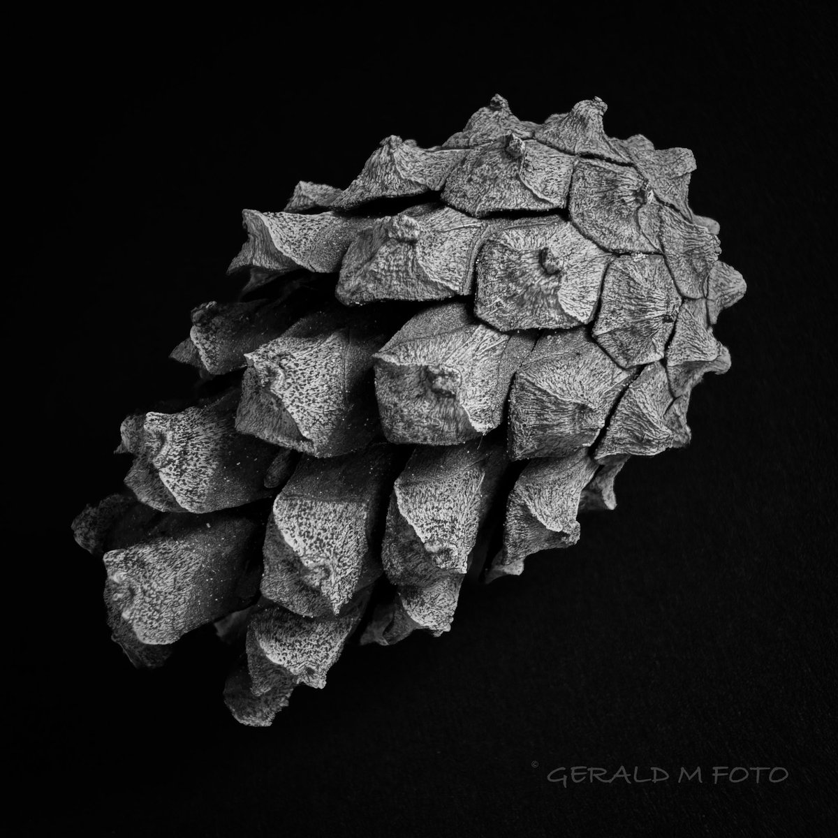[ Pinecone II ] approx. 1,5 inches long, found on the ground while walking the dog, shot in macro mode with iPhone 15Pro #macrophotography #ThePhotoHour #bnw_macro #blackandwhitephotography #ThePhotoHour