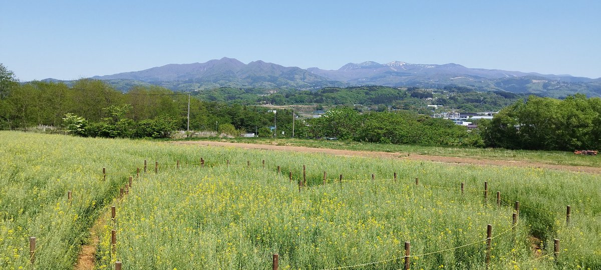 今日　茂吉記念館前近くの菜の花畑に行ってきました
晴れていて菜の花と蔵王の風景が綺麗に撮れました
#上山市
#山形県
#菜の花