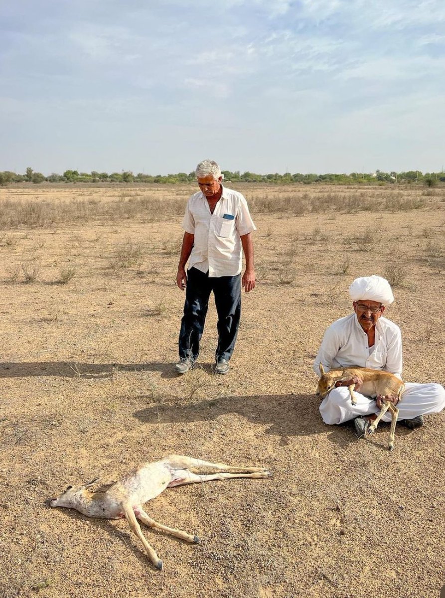 vikas_bish9e's tweet photo. #कुत्तों_से_हिरण_बचाओ
#savewildlife #rajasthan #savedeers https://t.co/2pu1JdNS1s