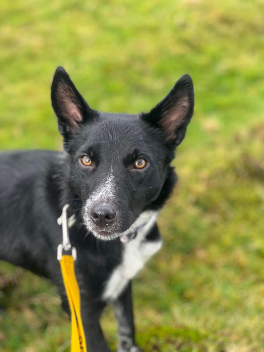 Nelle 1 Yr old
Nelle is a loving excitable girl in the home .

She is strong on the lead but walks better on a halti .

Nelle needs a home where her mind will be kept busy .
 If you want a lap dog that's going to be content with one lead walk a day this is not the breed for you