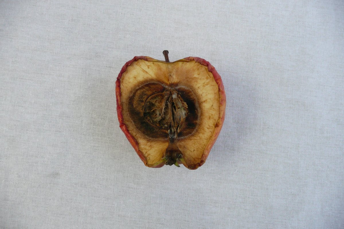 La revista francesa jeuxvideo denuncia que Apple destruye miles de iPhone cada año actuando en contra de su compromiso ecológico y no es por una cuestión de reciclaje, sino para empujar a comprar móviles nuevos: tinyurl.com/3cr87jbz
#Reutilizacion #EconomiaCircular