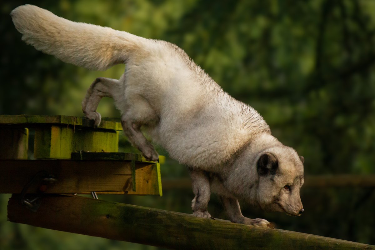 Get out and explore this Bank Holiday Weekend at Wildwood Devon! 🦊🌲 Join us for a wild adventure and meet our majestic Arctic Foxes along the way! Don't miss the chance to discover the beauty of Devon's wildlife in full spring bloom 🌺 #wildwoodtrust #britishwildlife #Devon