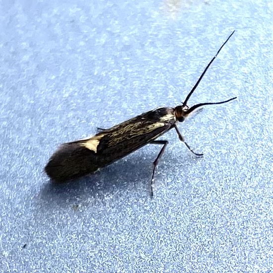 Esperia sulphurella landed on the car in the sunshine near Wellington, Somerset VC5 this morning. @MothsSomerset