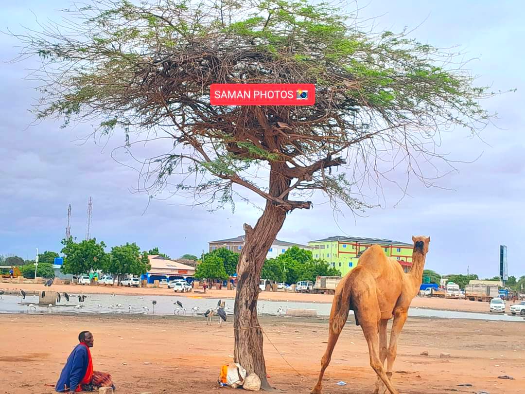 Wajir county, a camel harder resting after a long day. The animals are at the heart Somali culture, and their lives are intimately tied to the pastoralists who tend them.

Photo saman