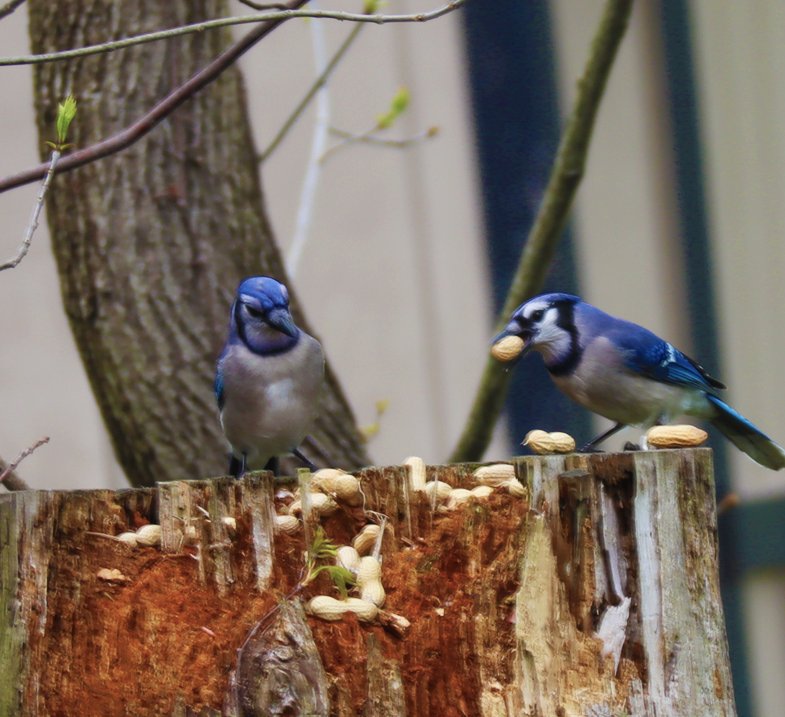 Good morning! 🌞 Happy Saturday. lloydsloud.com #Bluejays #photographer #BirdsOfTwitter