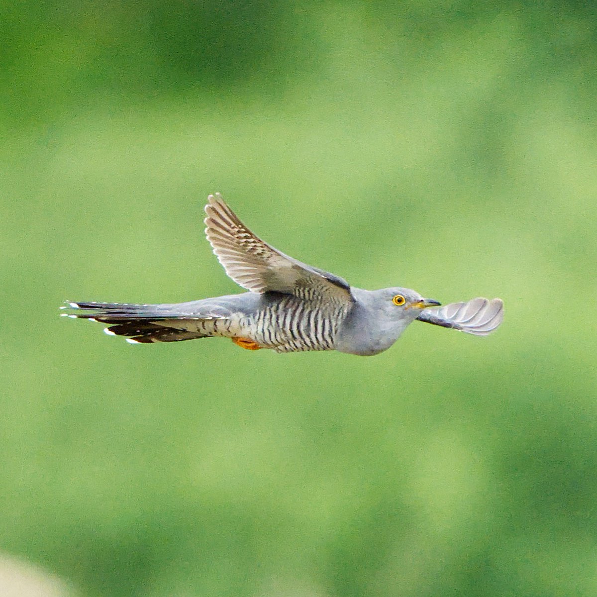 Noch nie so viele Kuckucke gesehen wie in diesem Jahr 🤔🙂 #Natur #Fotografie #cuckoo #NaturePhotography #TwitterNatureCommunity