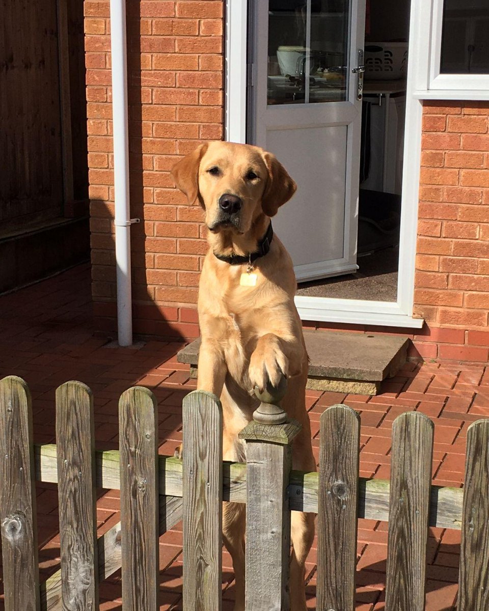 May the 'paw-th' be with you... the 'fur-ce' is strong with these two! 🚀⭐ Happy #StarWarsDay from Storm and Trooper, also known as the cutest defenders in the galaxy ✨ [VD: see alt text] #GuideDogs #GuideDogsUk #StarWars #MayTheFourthBeWithYou #MayTheFourth