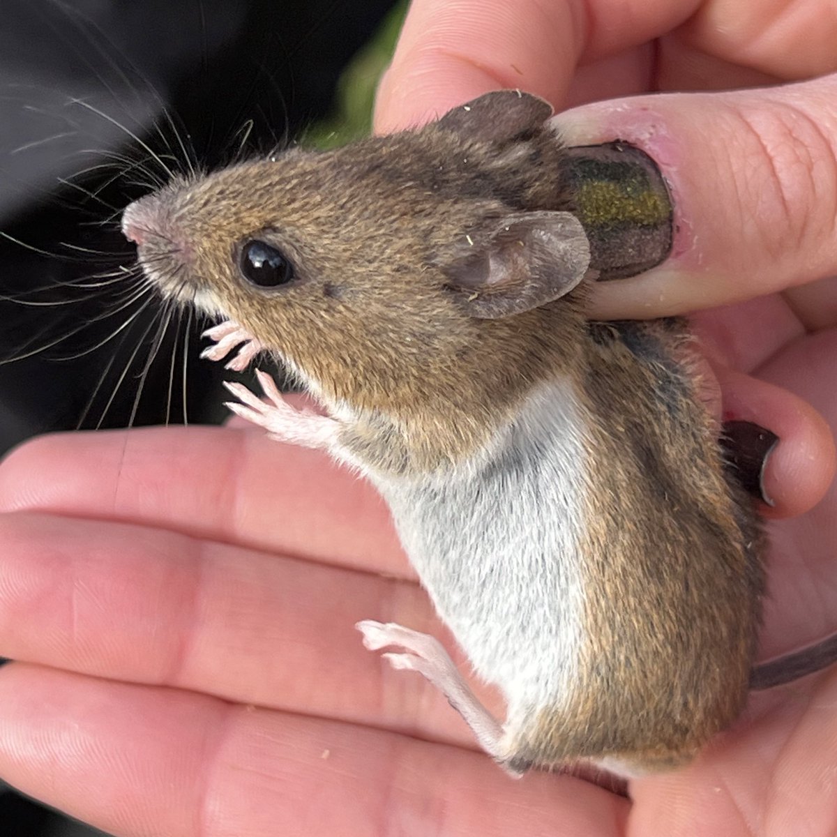 Fab morning at @BioBlitzPenryn 🤩 Dawn chorus walk, bird ringing, small mammal trapping, and moth trapping all run by extremely knowledgeable @UniofExeter students 👏🏻 Thank you to you all! 💚