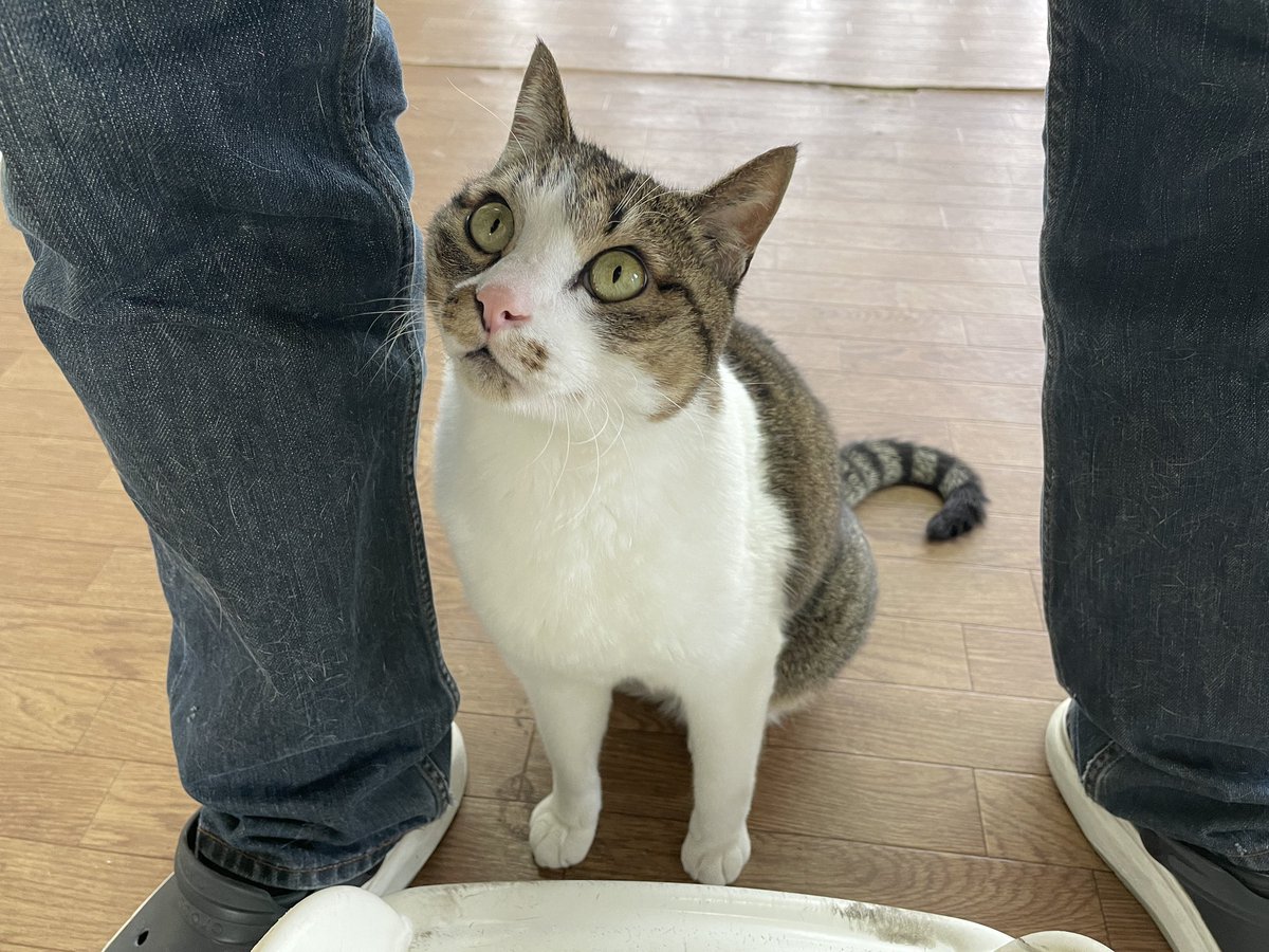 kotetu__ch's tweet image. 上目遣いコテツ君。
　
#猫 #ネコ #動物 #ネコ画像 #猫画像 #かわいい #上目遣い #動物画像