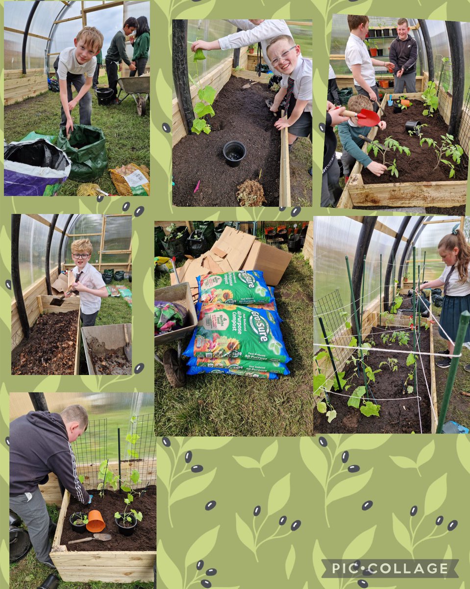 We are getting on very well with our growing project in our new poly tunnel! Thank you to Mrs Docherty our former Headteacher for donating bags of compost! 🌱 🍅