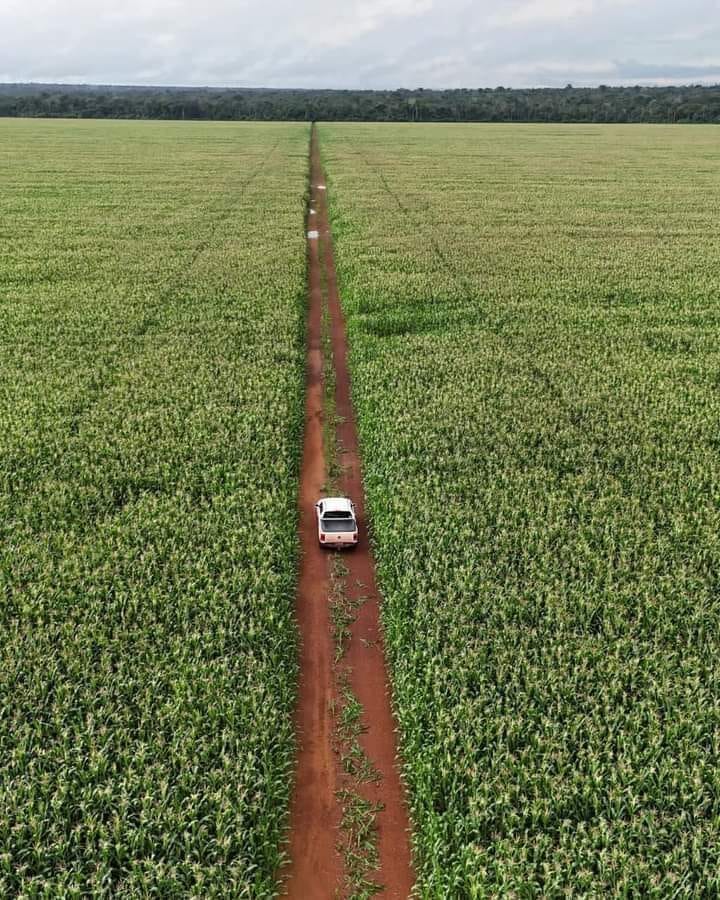 Sorghum plantation in Renk Town South Sudan 🇸🇸

Your comments on this ...