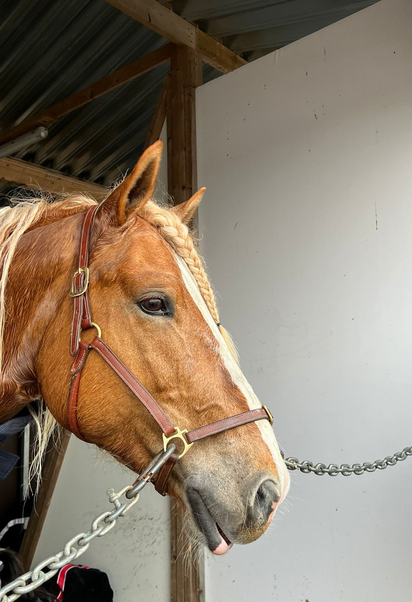 I.P. Ruuti tänään <a href="/VermoAreena/">Vermo Areena</a> L8/3. Jos ravaa, pärjää. Ei varma ainesta, vaikka kunto kova. #ravit